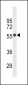 CB1 Antibody (Center)