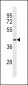 OPCML Antibody(Center)