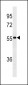 lgA Antibody (Center) (Ascites)