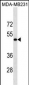 LOX Antibody  (Center)