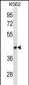 LEF1 Antibody (Ascites)