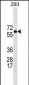 BRAP Antibody(N-term)