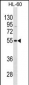 VIPR1 Antibody(C-term)