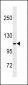 THBS4 Antibody(C-term)