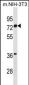 ESR1 isoform1 Antibody(N-term)