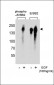 Phospho-ERBB2(Y1005) Antibody