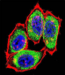 TYSY Antibody(C-term)