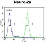 SYP Antibody(C-term)