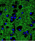 SYP Antibody(C-term)