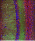 SYP Antibody(C-term)