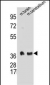 SYP Antibody(C-term)