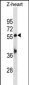 Zebrafish Tead1b Antibody (C-term)