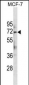 ATG13 Antibody (Center S355.)