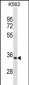 PRTN3 Antibody(C-term)