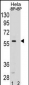 SMAD5 Antibody(Center)