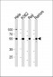 RELA Antibody (Center)