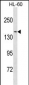 NCOA3 Antibody (N-term)