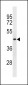 SPRYD5 Antibody(N-term)