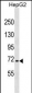 NFE2L3 Antibody(C-term)