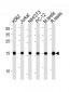 UBE2L3 Antibody (C-term)