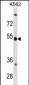 CXCR5 Antibody (N-term)