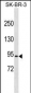 RFWD2 Antibody (C-term)