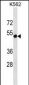 PVR Antibody (C-term)