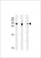 p27Kip1 Antibody (N-term S12)