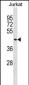 MBNL1 Antibody (C-term)