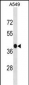 GPR77 Antibody (C-term)