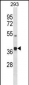 PCOLCE2 Antibody (Center)