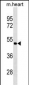 PCOLCE2 Antibody (Center)