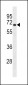 RLIM Antibody (Center)