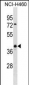 UCHL5 Antibody (Center)