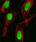 HOXC10 Antibody (C-term)