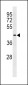 DIRC2 Antibody (Center)