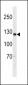 SGOL2 Antibody (Center)