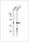 POLDIP3 Antibody (N-term)