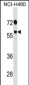 DDX19B Antibody (N-term)