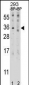 EBI3 Antibody (C-term)