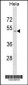 SMAD1 Antibody (N-term)