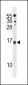SELM Antibody (C-term)