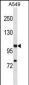 HIF1A Antibody (C-term)