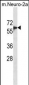 SMAD6 Antibody (C-term)