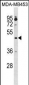 OPRK1 Antibody (Center)