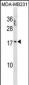PTRH2 Antibody (N-term)