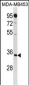 MTAP Antibody (N-term)
