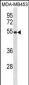 EIF2S2 Antibody (C-term)