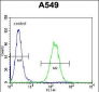 Vimentin Antibody