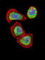 Vimentin Antibody